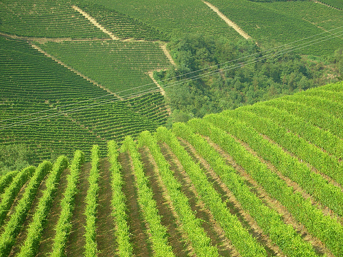 langhe