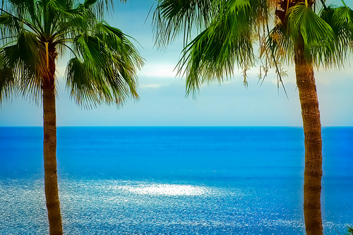 canary island