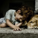 pet holidays