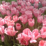 netherland