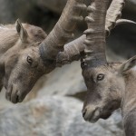 alpenzoo