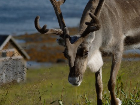 Reindeer