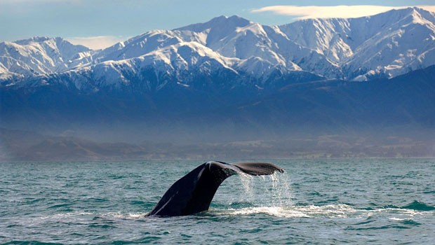 Kaikoura Whale Watching