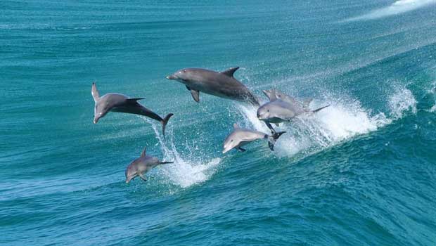 Stradbroke Island Dolphins