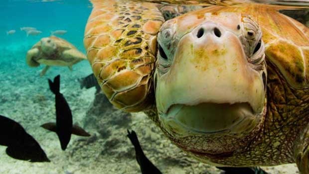 Turtle Sanctuary Bora Bora