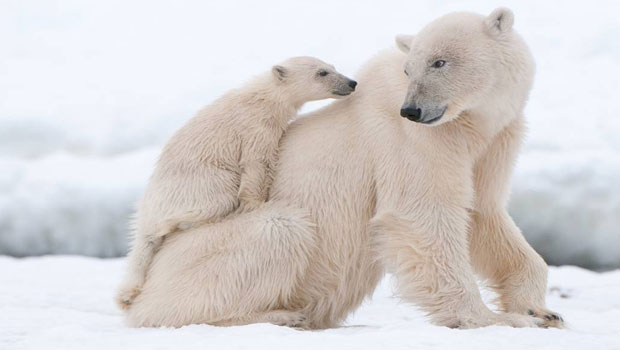 polar-bear-cub