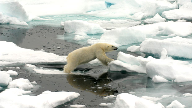 polar-bear-svalbard