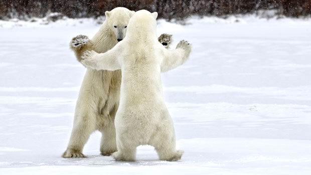 polar-bears-battle