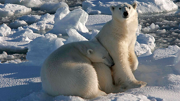 polar-bears-family-svalbard