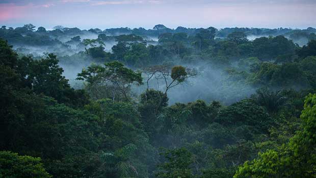 amazon-rainforest