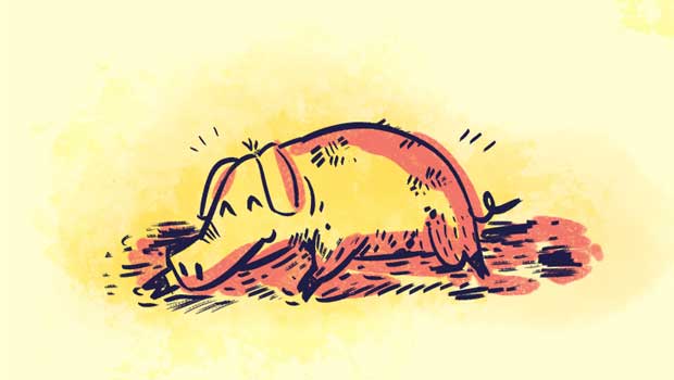 happy-as-a-pig-in-muck