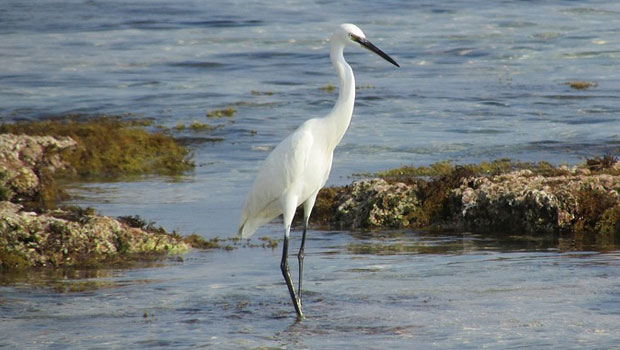 cyprus-protaras-heron