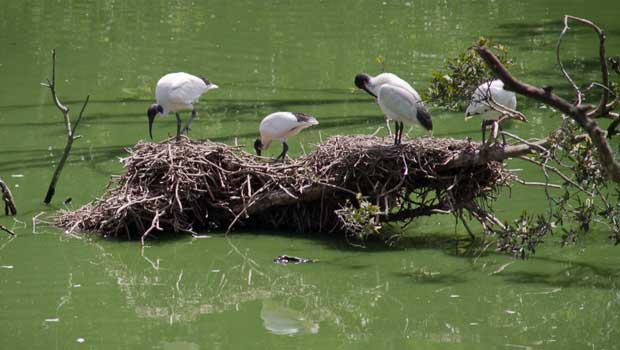 hunter-wetlands-centre